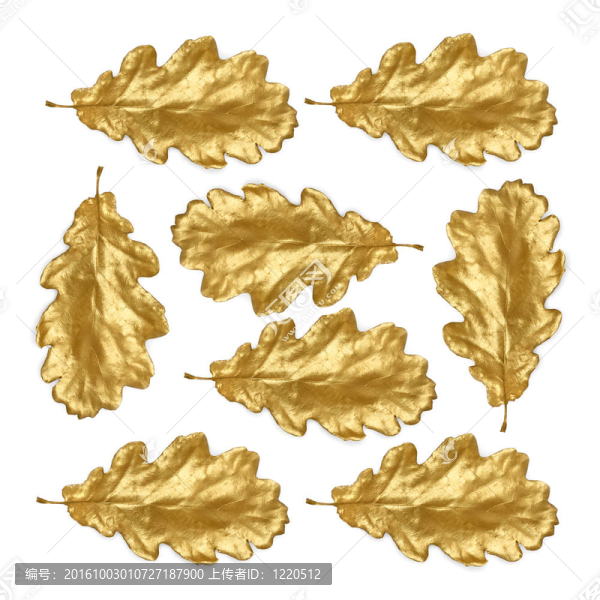 金橡樹葉美
