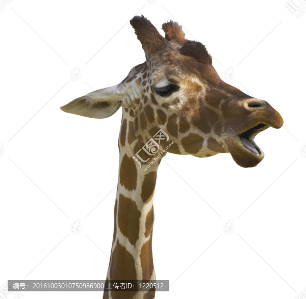 談Giraffe,II