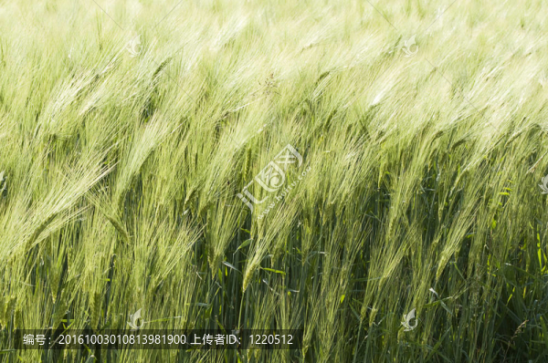 場