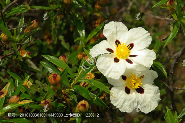 芙蓉05