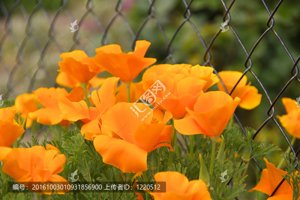 加利福尼亞罌粟花05