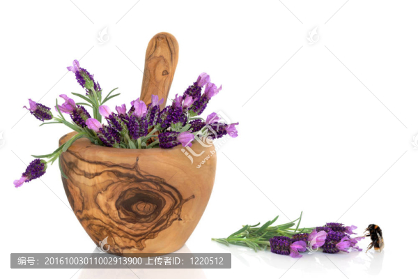 Lavender,Flowers和Bumble,Bee