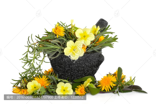 草本花卉美
