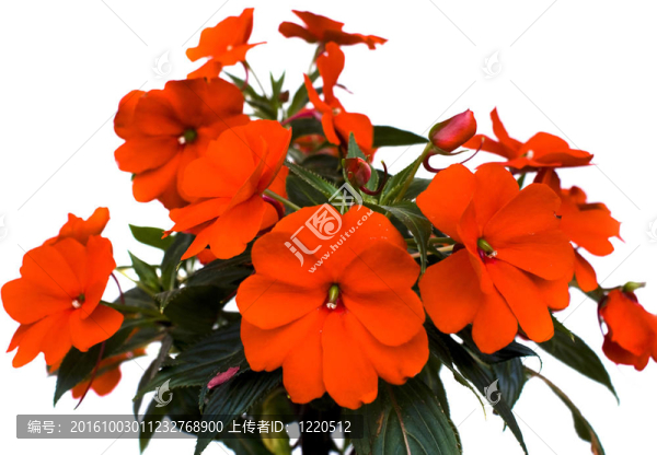 紅色的花