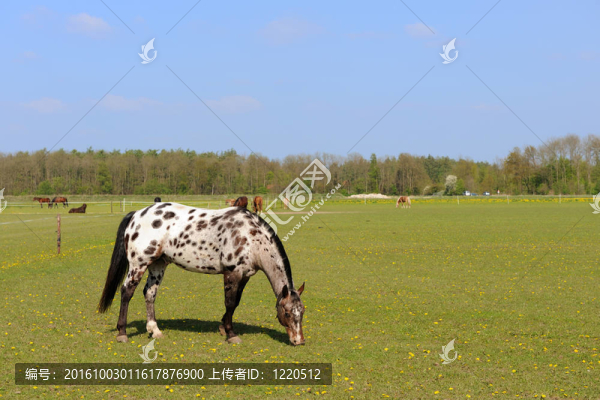 黑白相間的馬-匯圖網(wǎng) www.fosd68.com 黑白相間的馬
