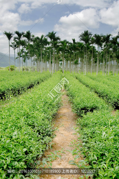 茶園路往檳榔