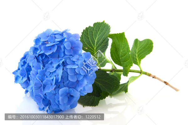 藍(lán)色繡球