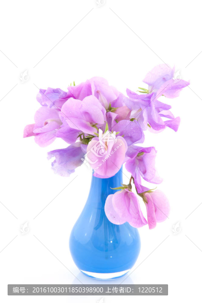薰衣草藍(lán)色花瓶和山黧豆