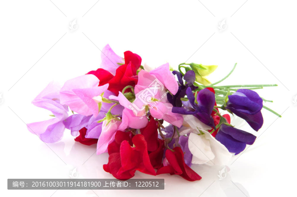 花園里的花vetching