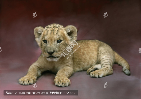 獅子CuB1