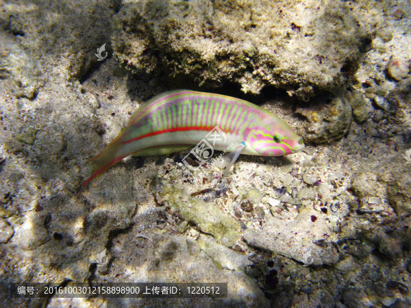 klunzinger的瀨魚(yú)