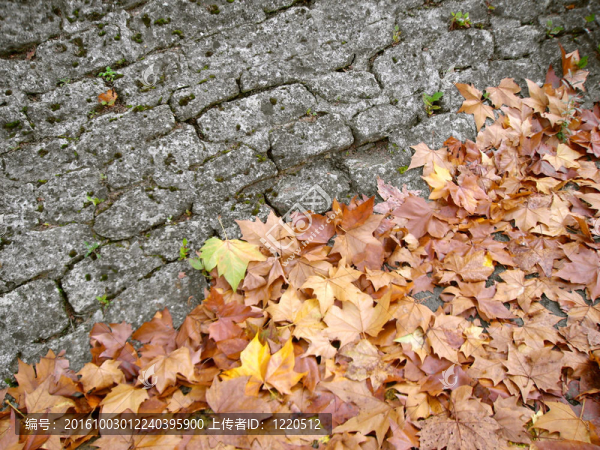 autumn_1