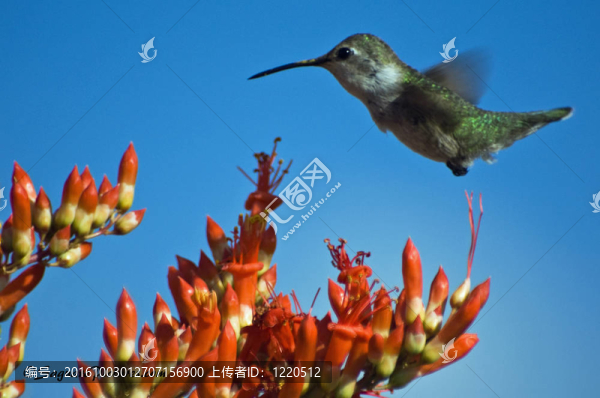蜂鳥和Ocotillo