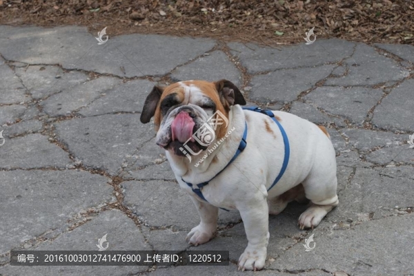 斗牛犬