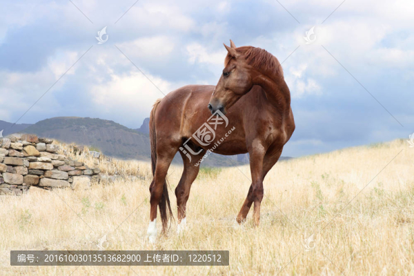 馬