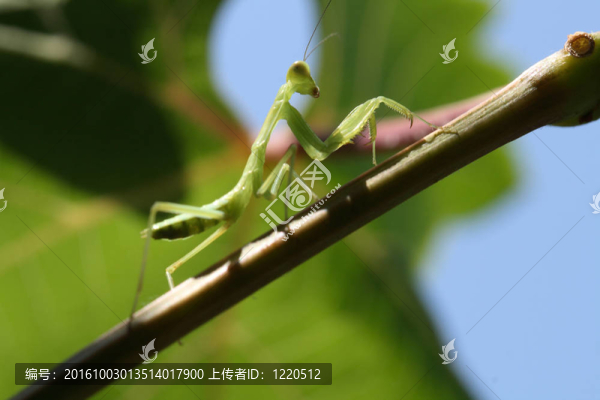 螳螂