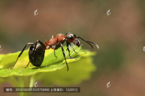 螞蟻