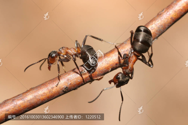 螞蟻