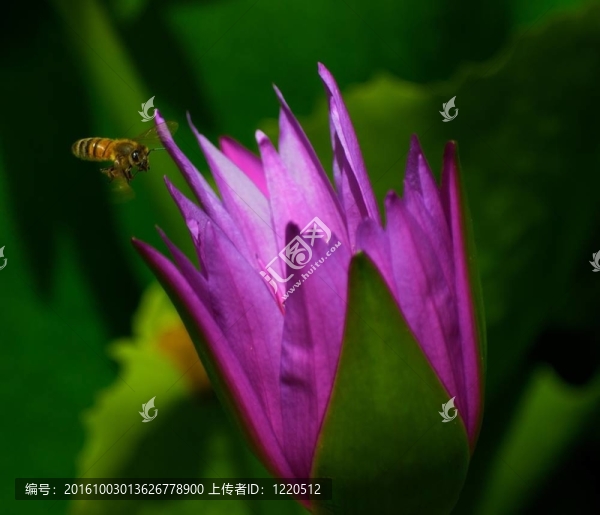 關(guān)島/蓮花