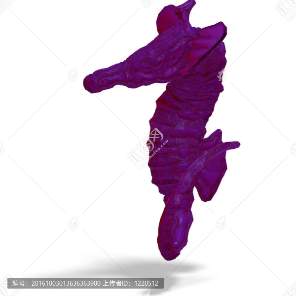 幻想的海馬