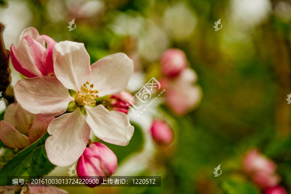 開花的蘋果樹