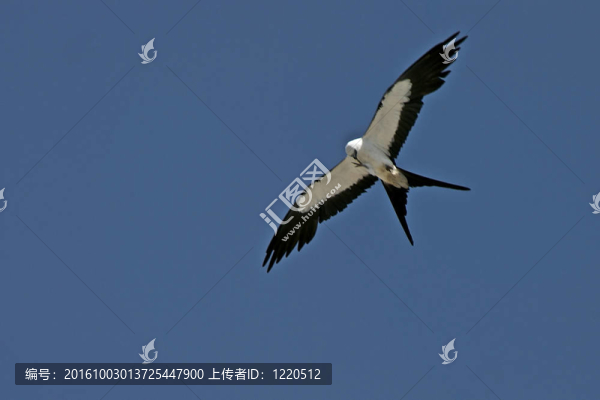 鳶亞科翱翔在空中