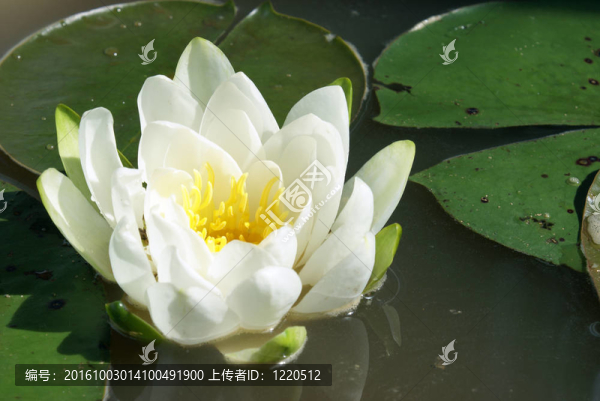 水百合