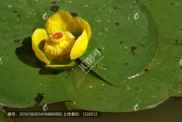荷花開了