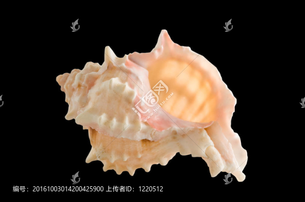 海殼隔離剪輯路徑可用。
