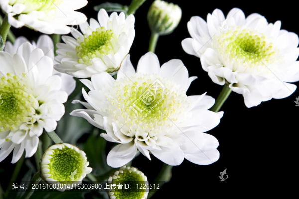 美麗的花朵分離