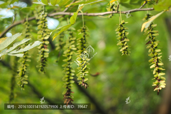 楓楊樹(shù)