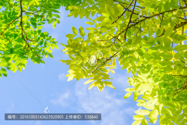 綠葉背景
