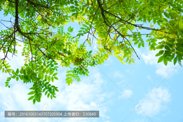 綠葉背景