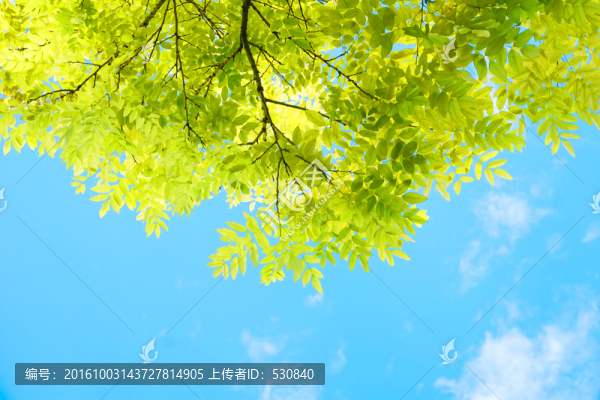 綠葉背景