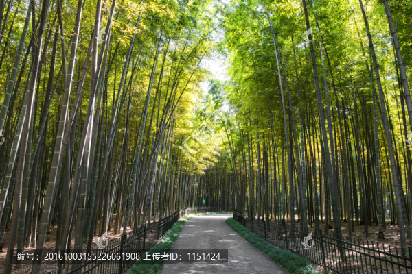 竹林小徑