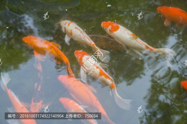 游動魚群