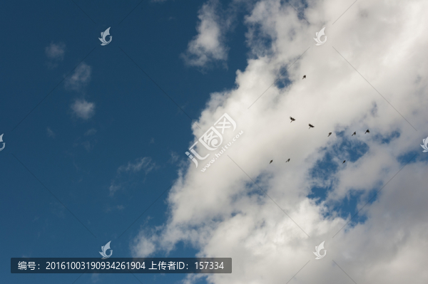 藍天,白云,喜鵲