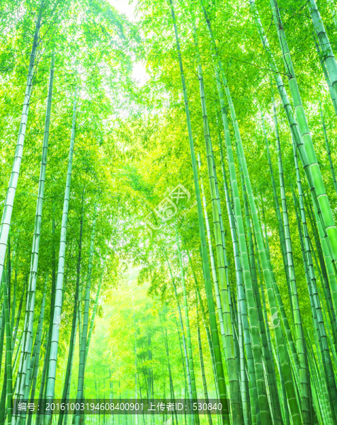 竹子,竹林
