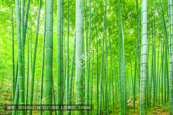 竹子,竹林