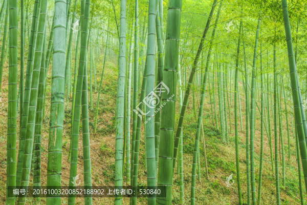 竹子竹林