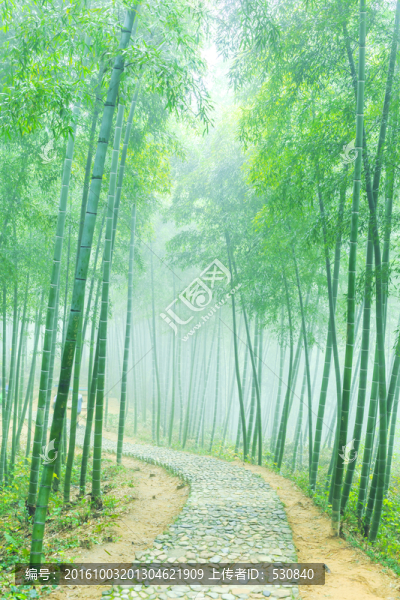 竹子竹林