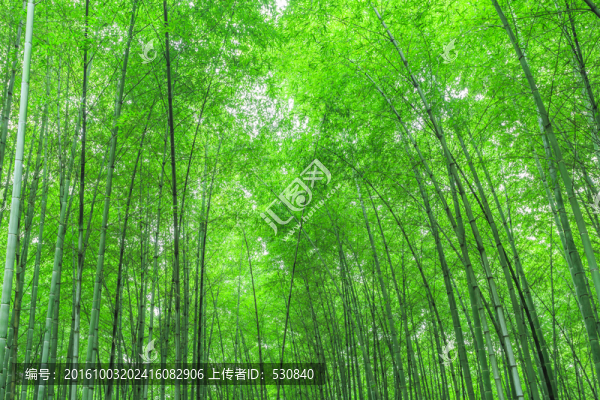 竹子,竹林