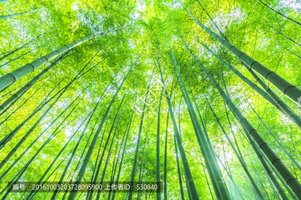 竹子,竹林
