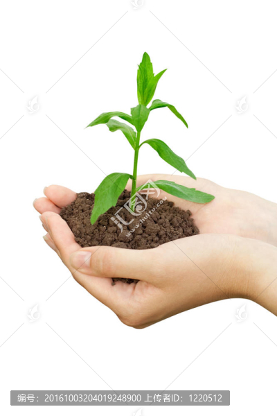 植物在一只手