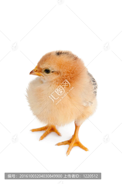 雞肉中分離