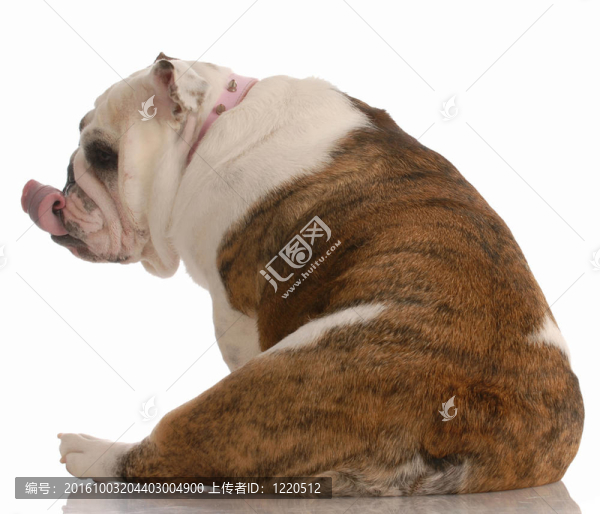 狗吐舌頭