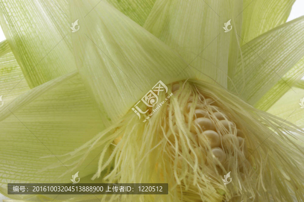 甜玉米新鮮從外地到廚房