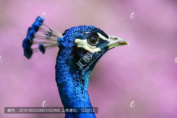 孔雀