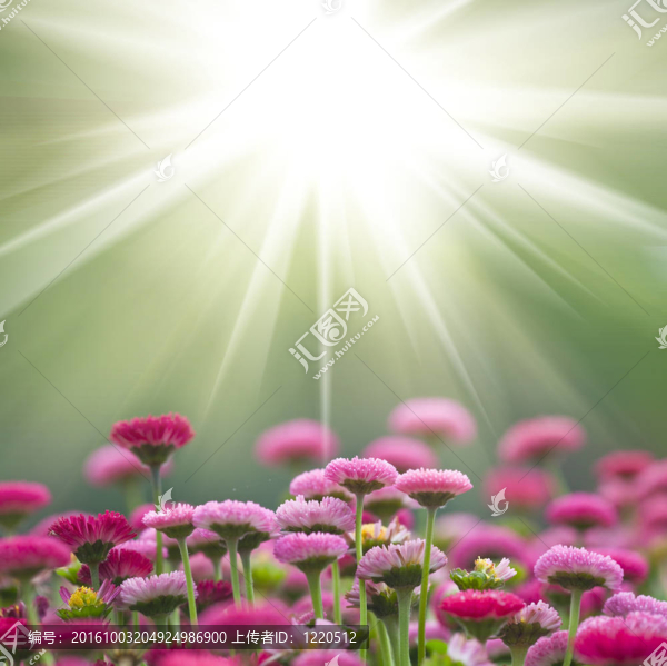 雛菊