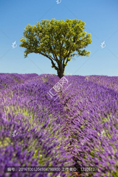 薰衣草花田
